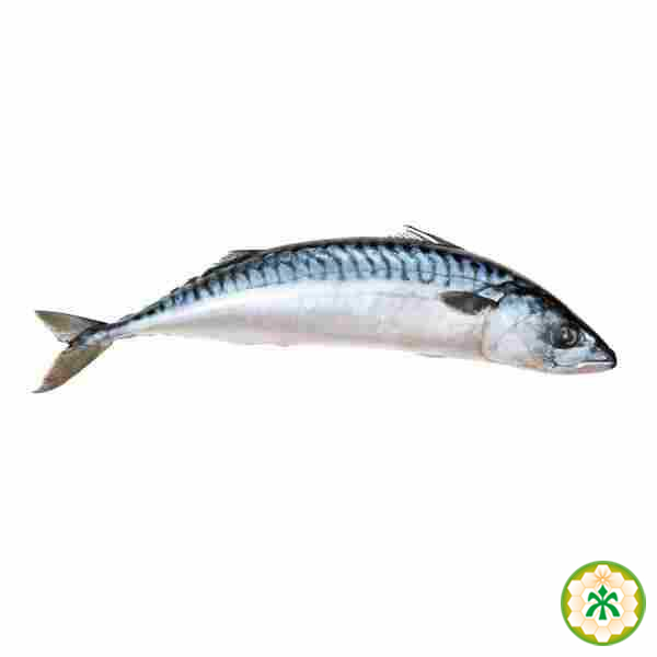 Риба скумбрія с/м кг